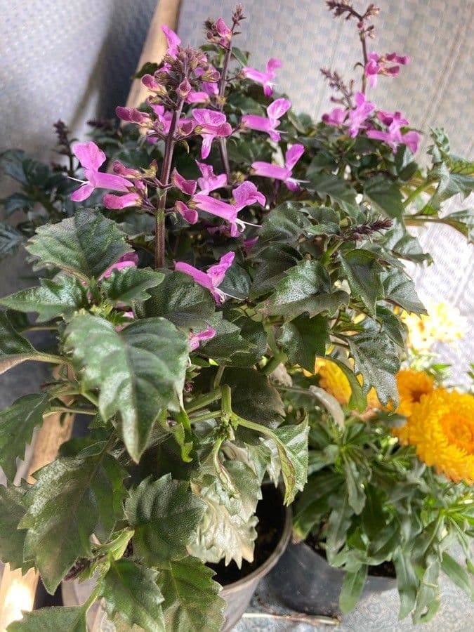 Plectranthus