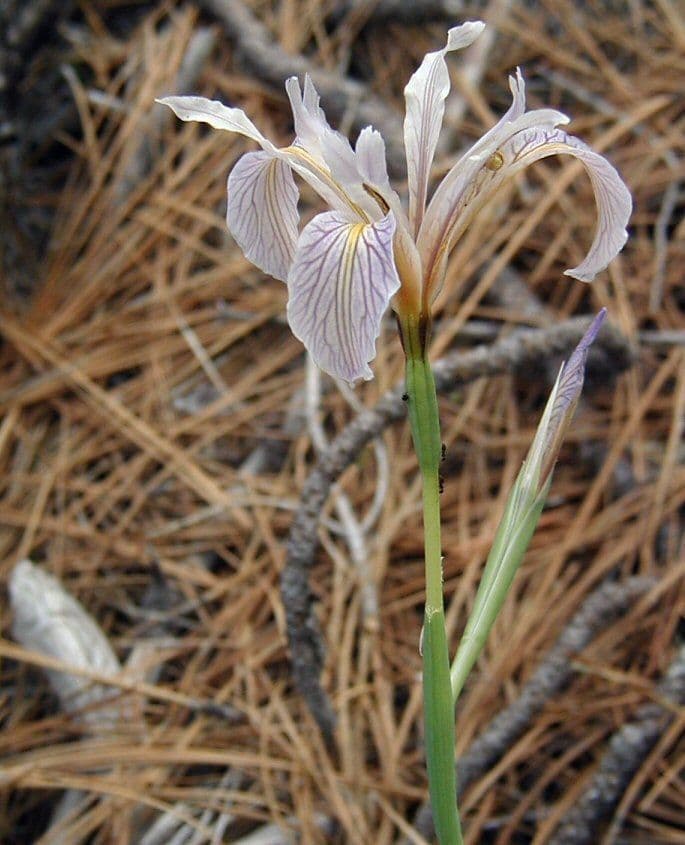 Iris 10