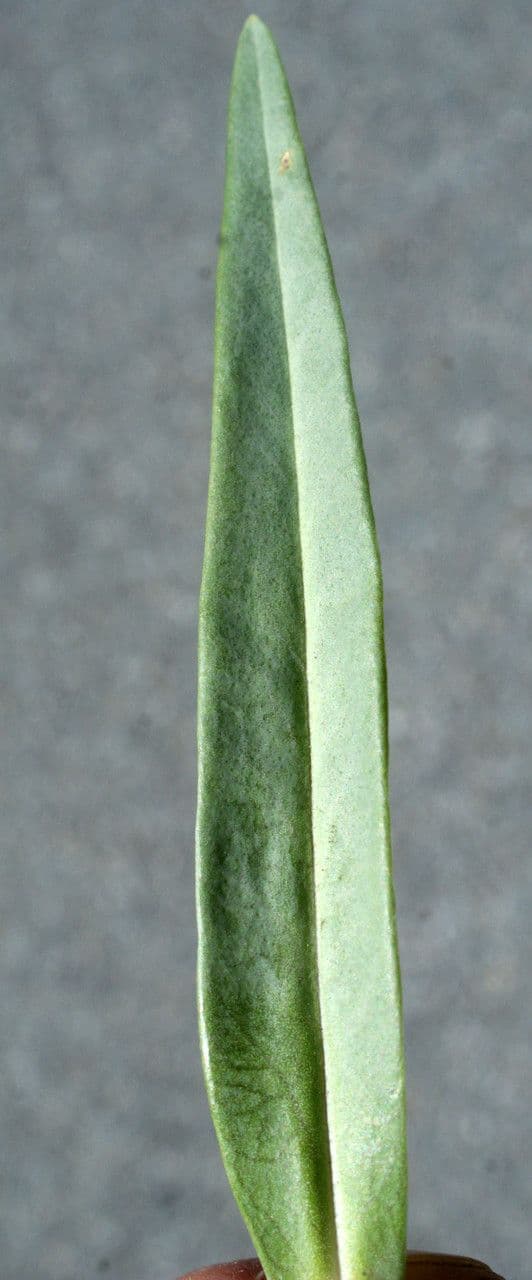 Erba lucciola 17