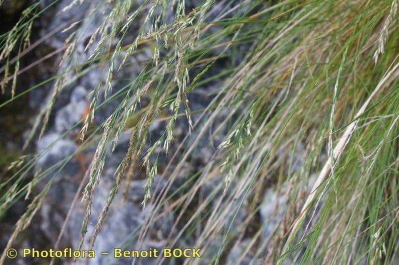 Agrostis di Schleicher 5
