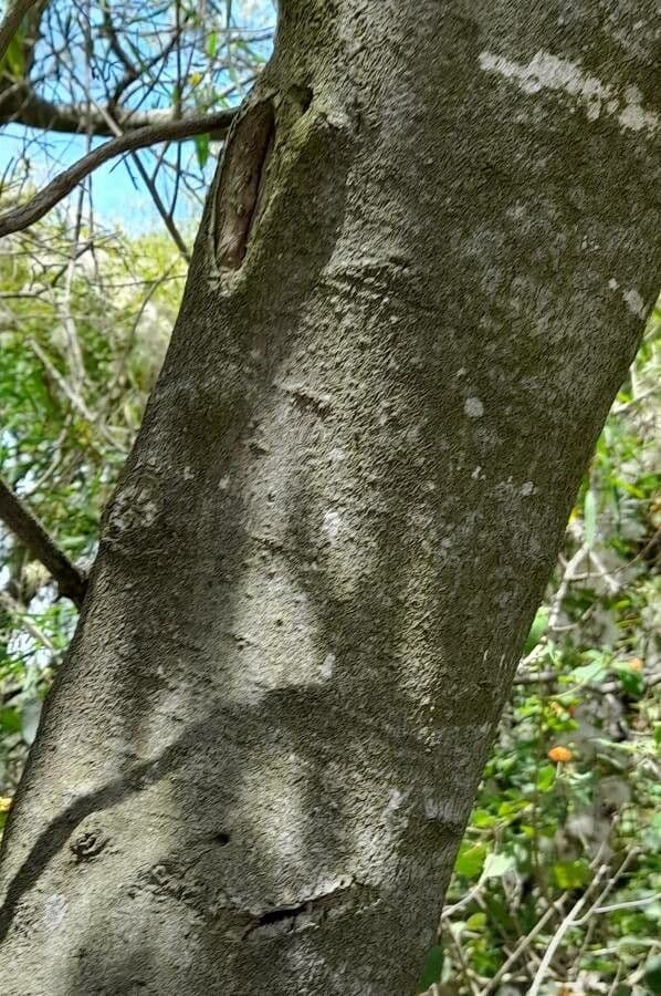 Sapium haematospermum 16