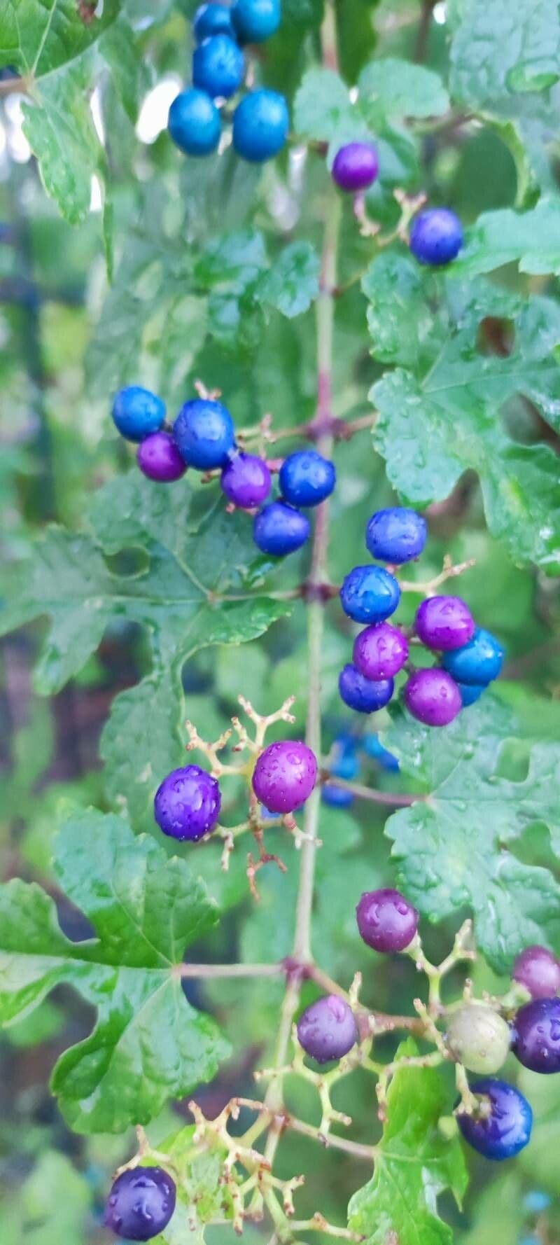 Ampelopsis delavayana 2