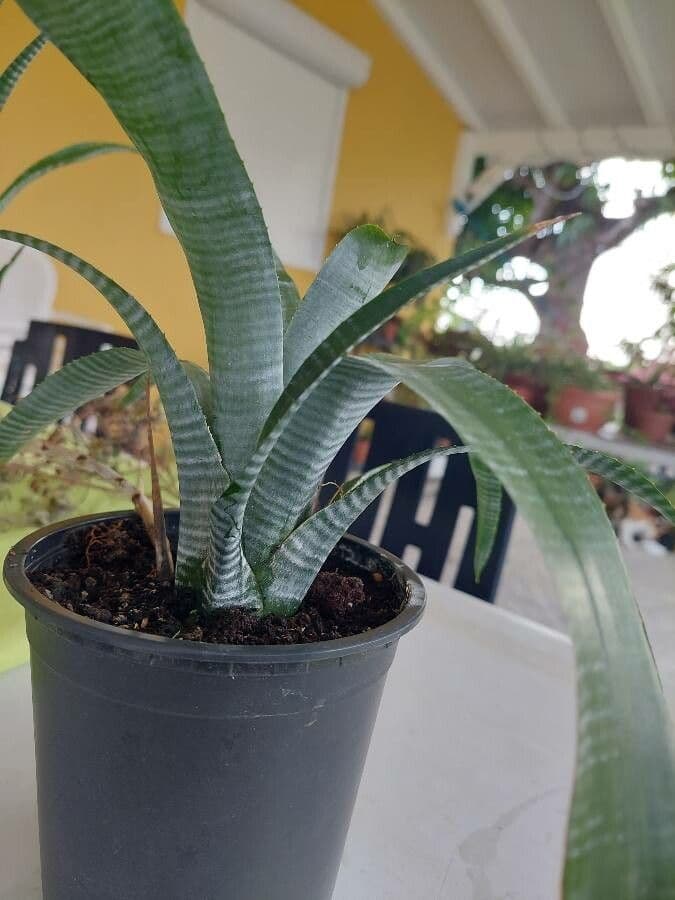 Aechmea 14