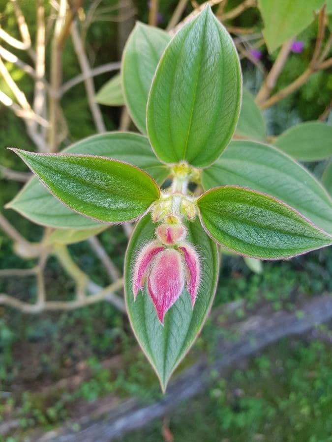 Flor de princesa 17