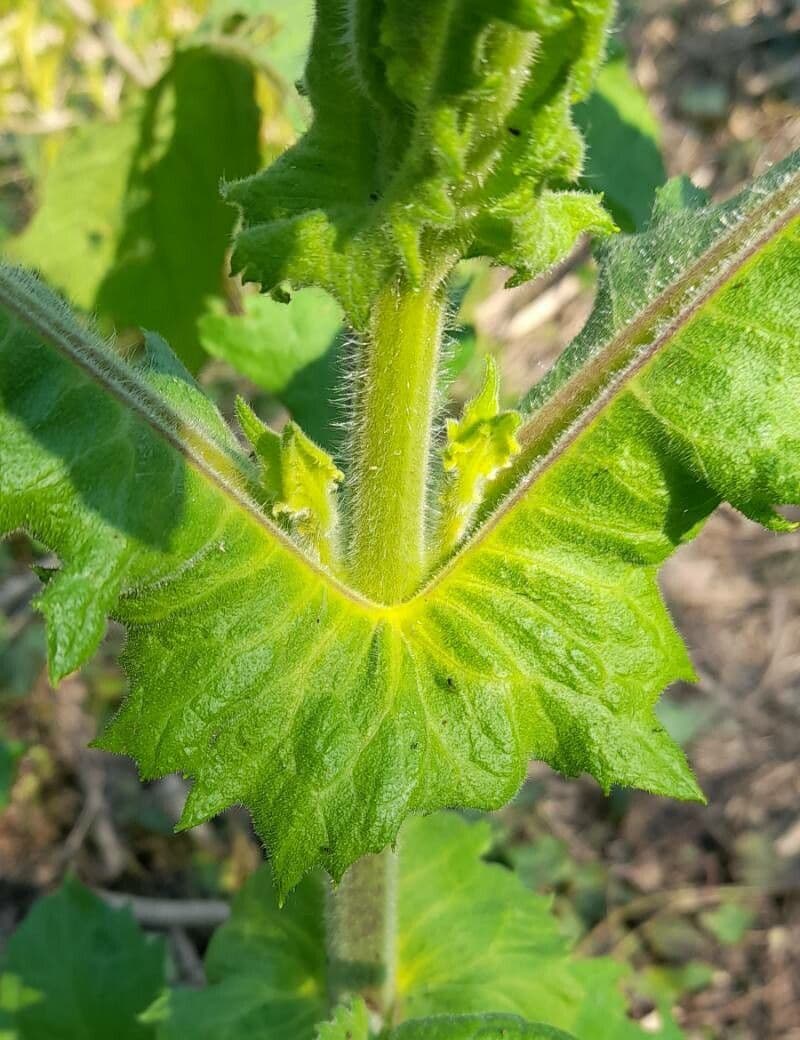 Smallanthus 5