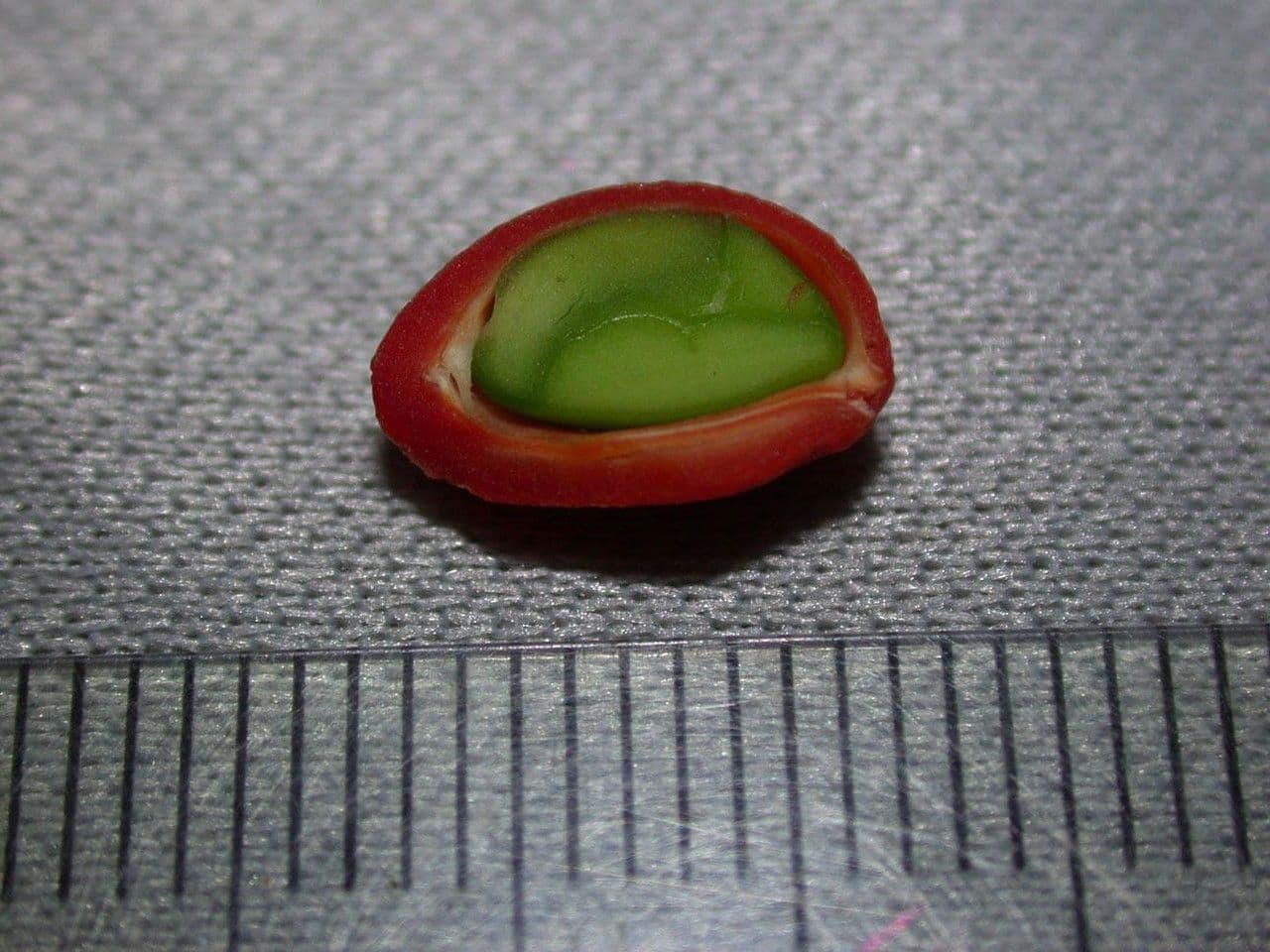 Bunchosia 15