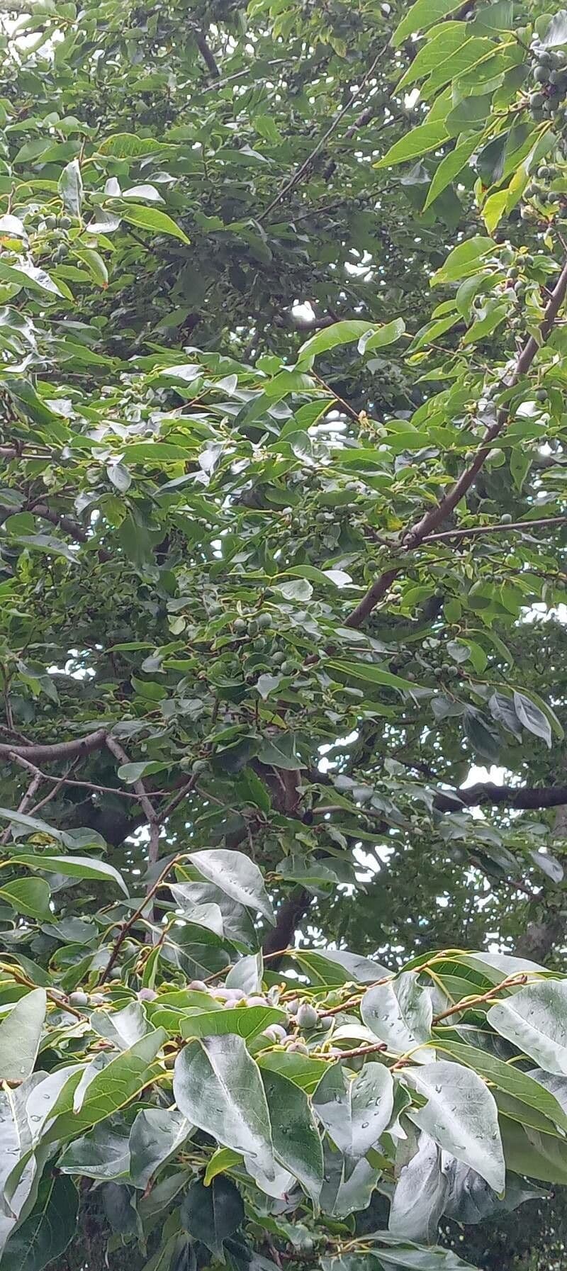 Diospyros 11