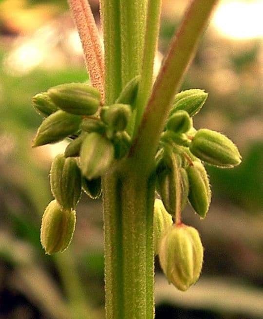 Canapa 4