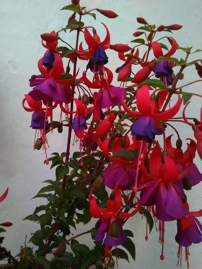 Fuchsien 10