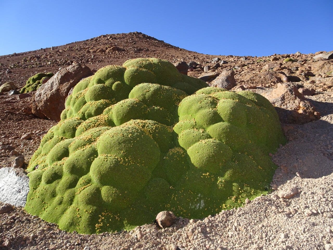 Azorella 12