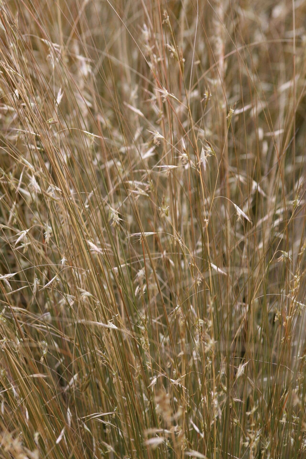 Chionochloa 2