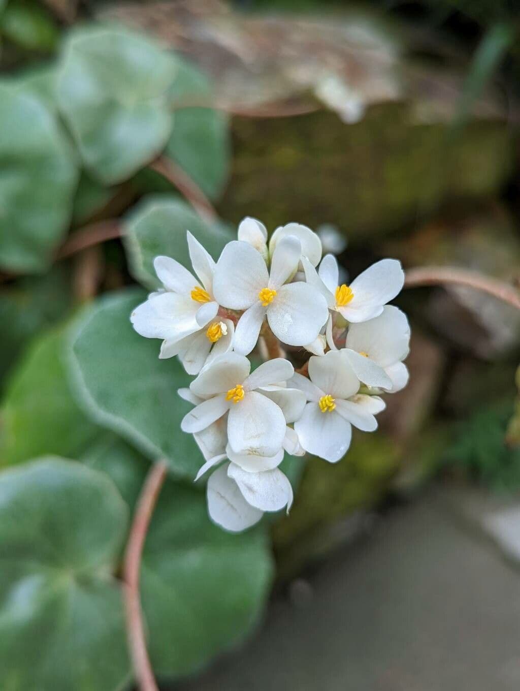 Begonia 7