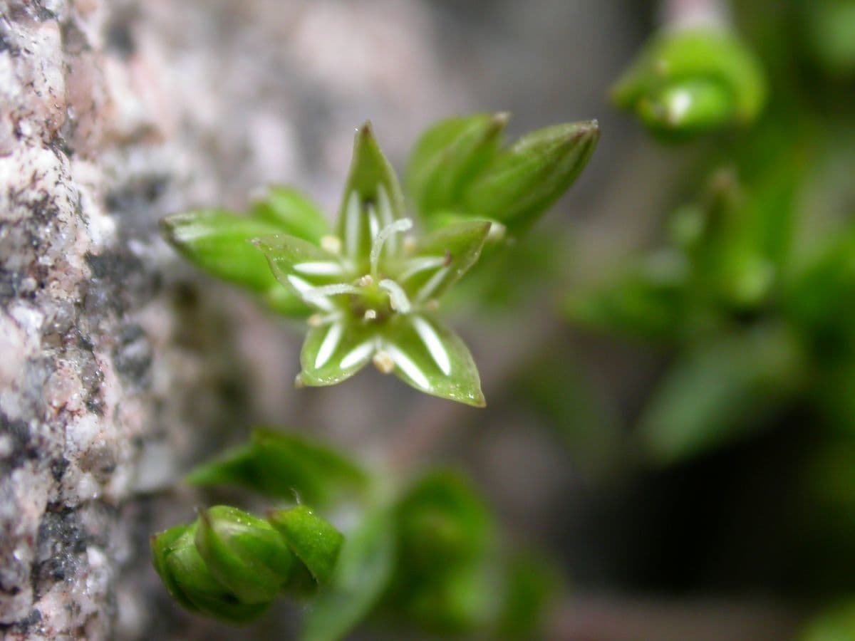 Stellaria 5