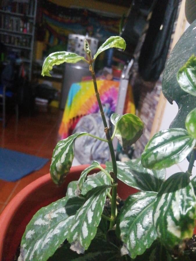 Pilea 21
