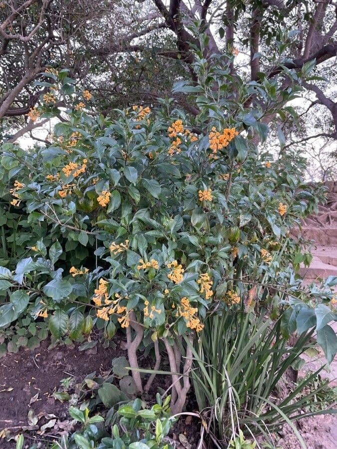 Cestrum arancione 6