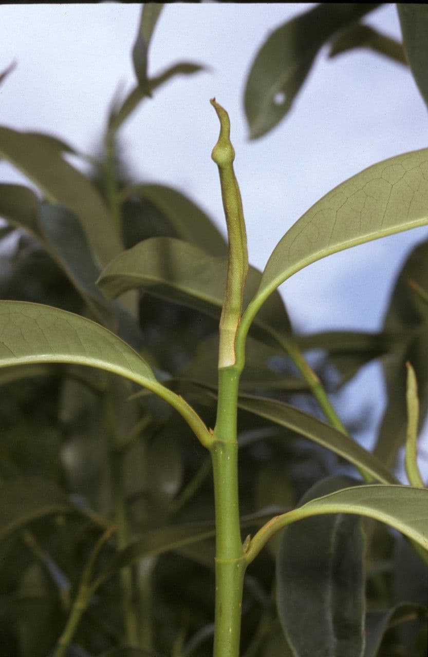 Magnolia 2