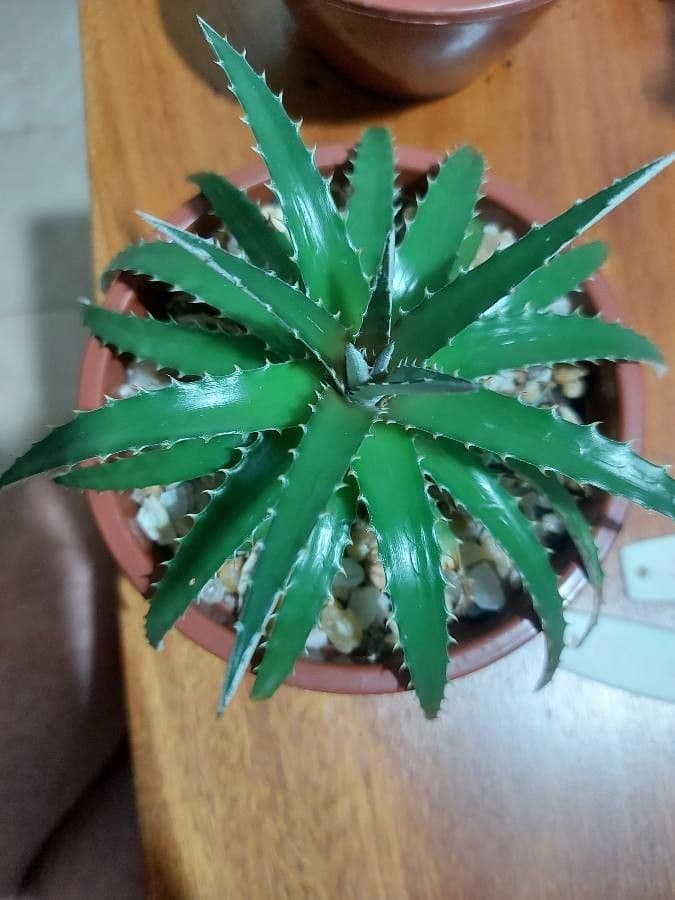 Dyckia 10