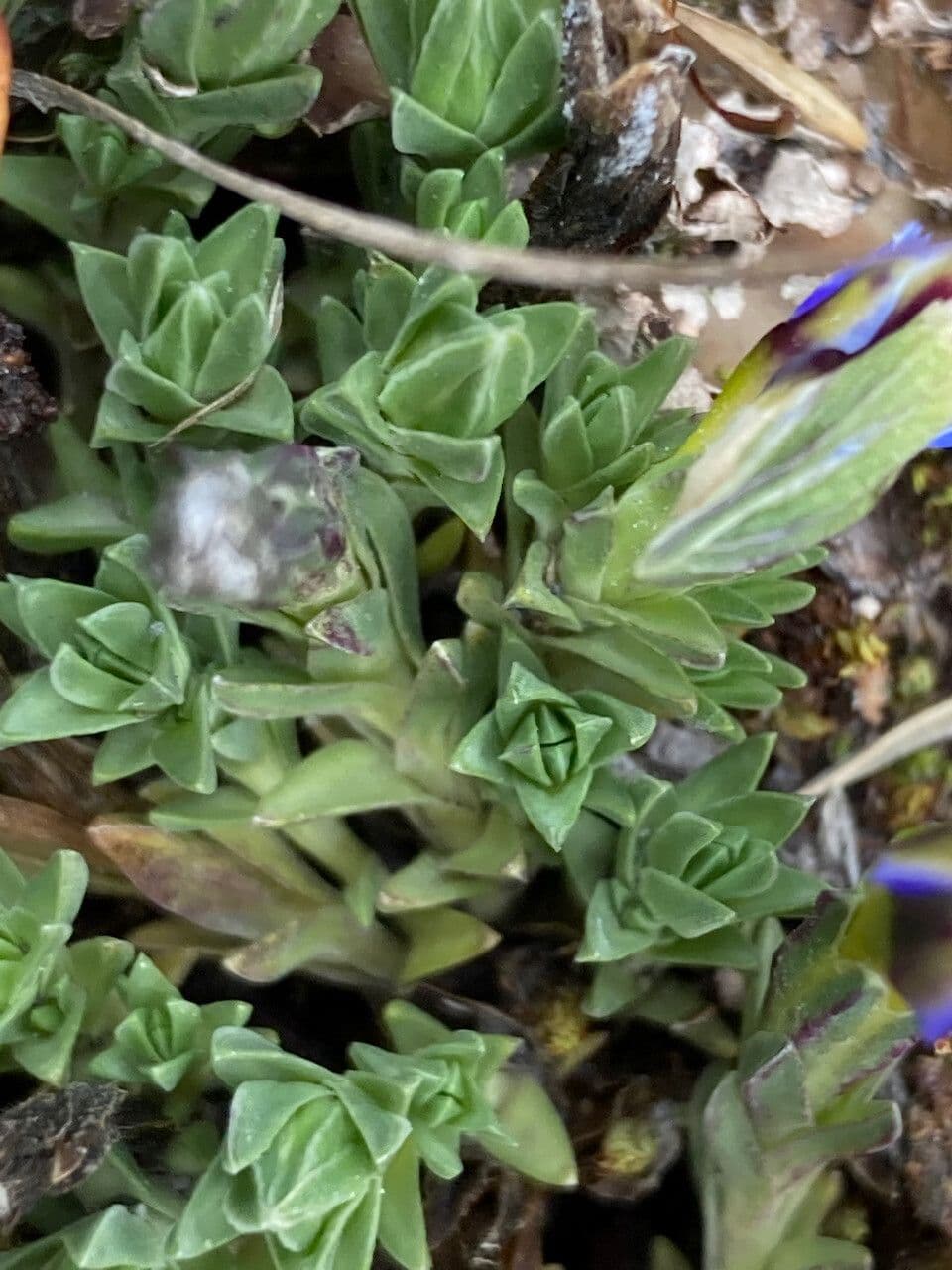 Genziana sedifolia 13