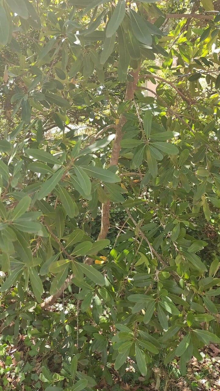 Sideroxylon 3