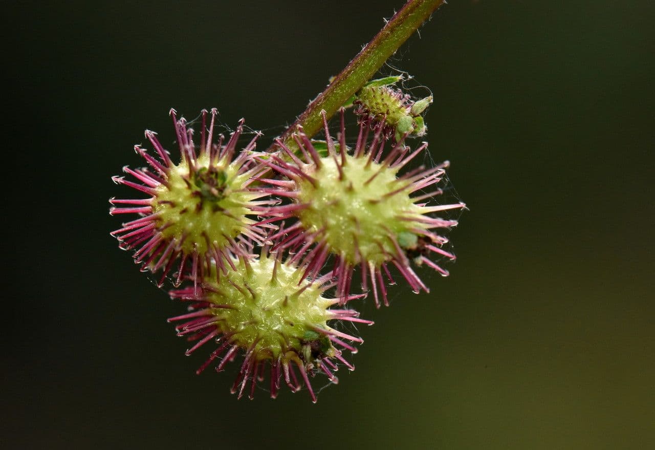 Acaena