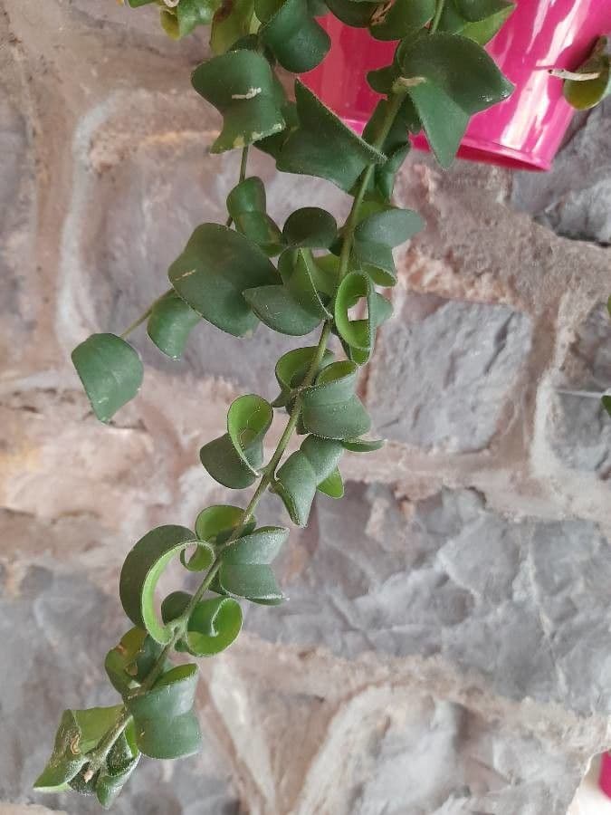 Pianta rossetto 18