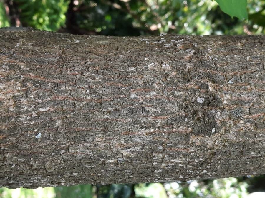 Citharexylum 7