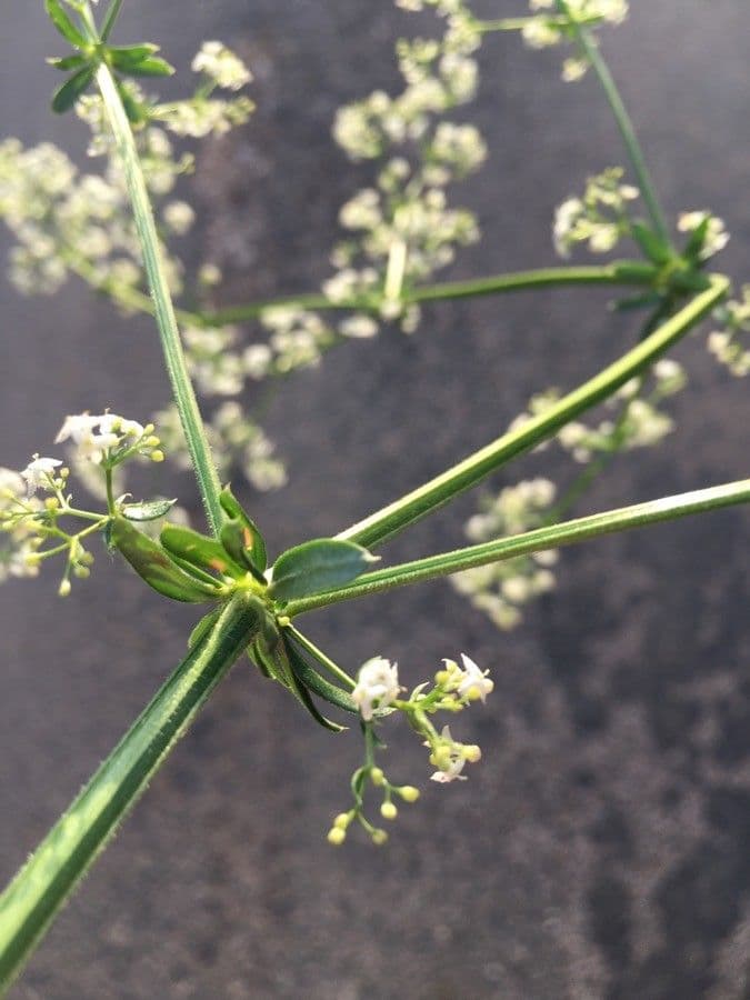 Caglio liscio 16