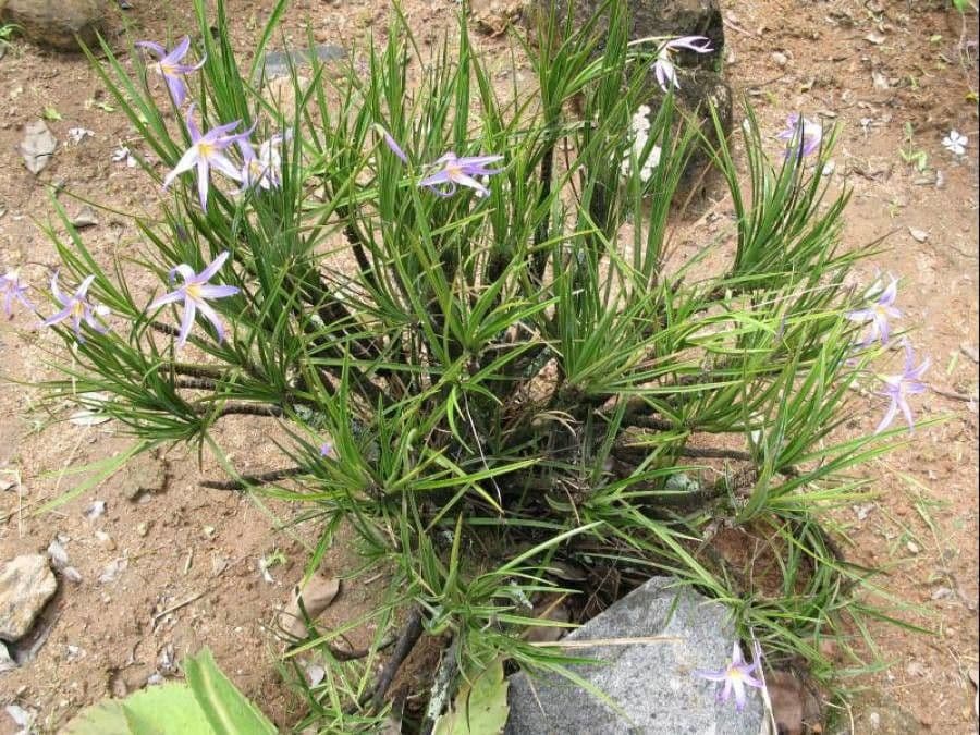 Xerophyta 2