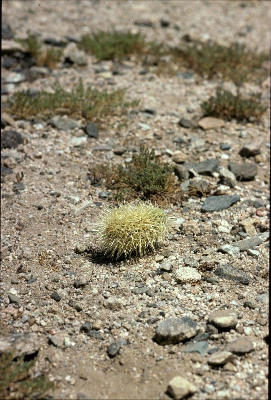 Cholla orsacchiotto 15