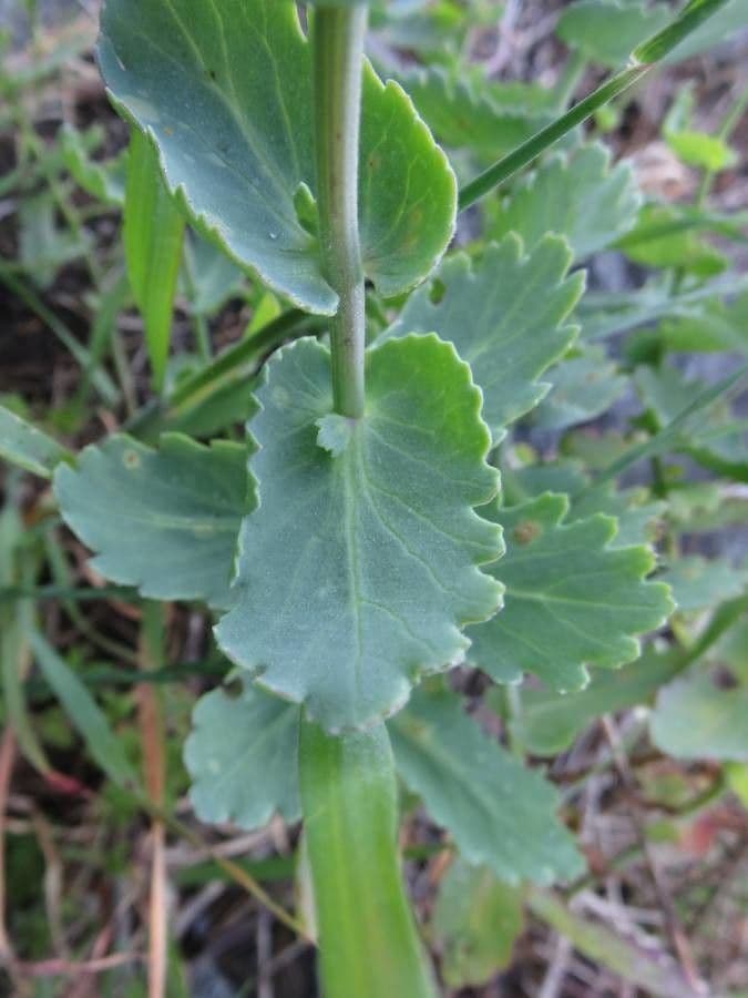 Senecio 3