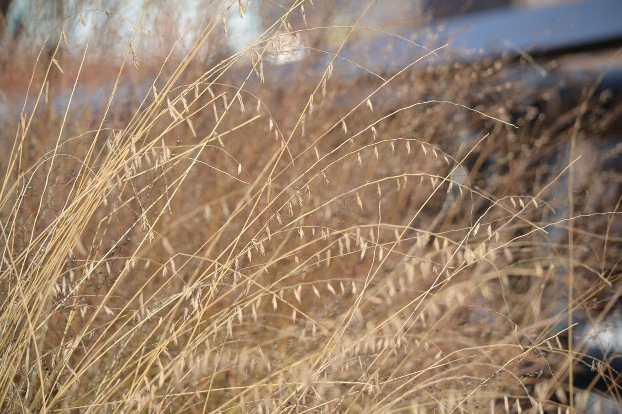 Bouteloua pendula