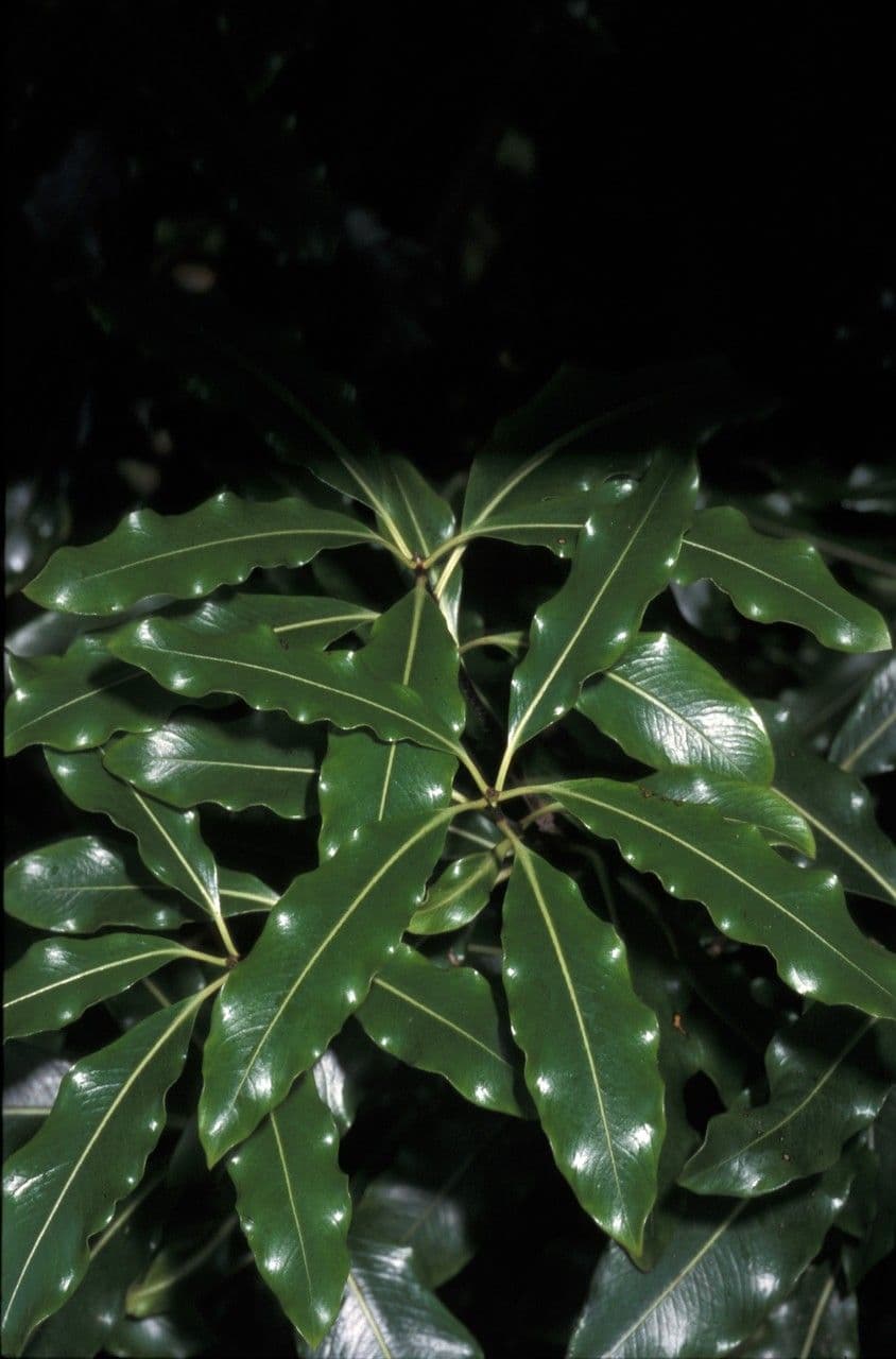 Pitospor eugenioides 5