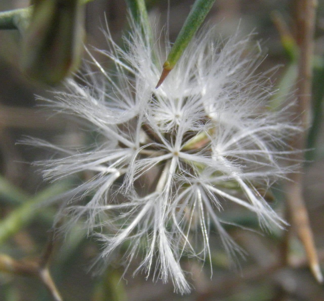 Launaea arborea 4