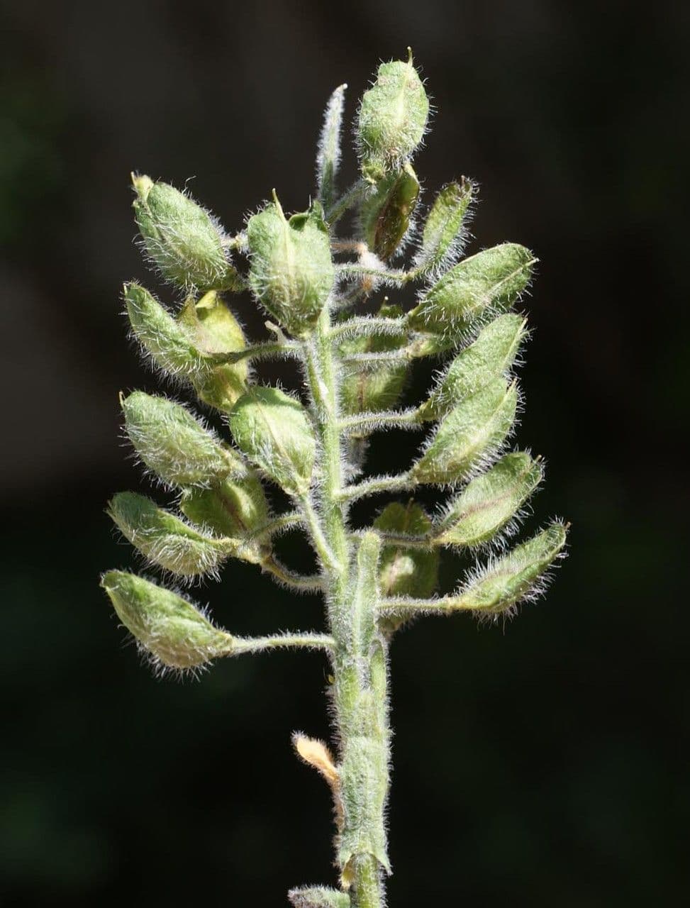 Lepidium 4