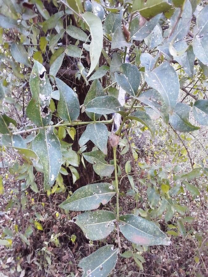 Zanthoxylum 8