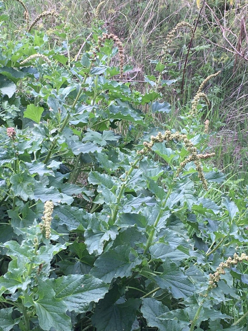 Komosa strzałkowata 21