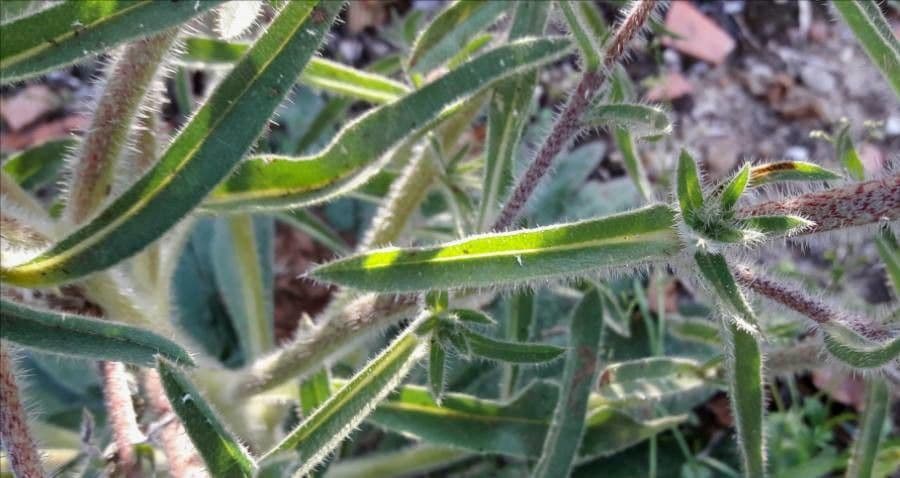 Echium asperrimum 17