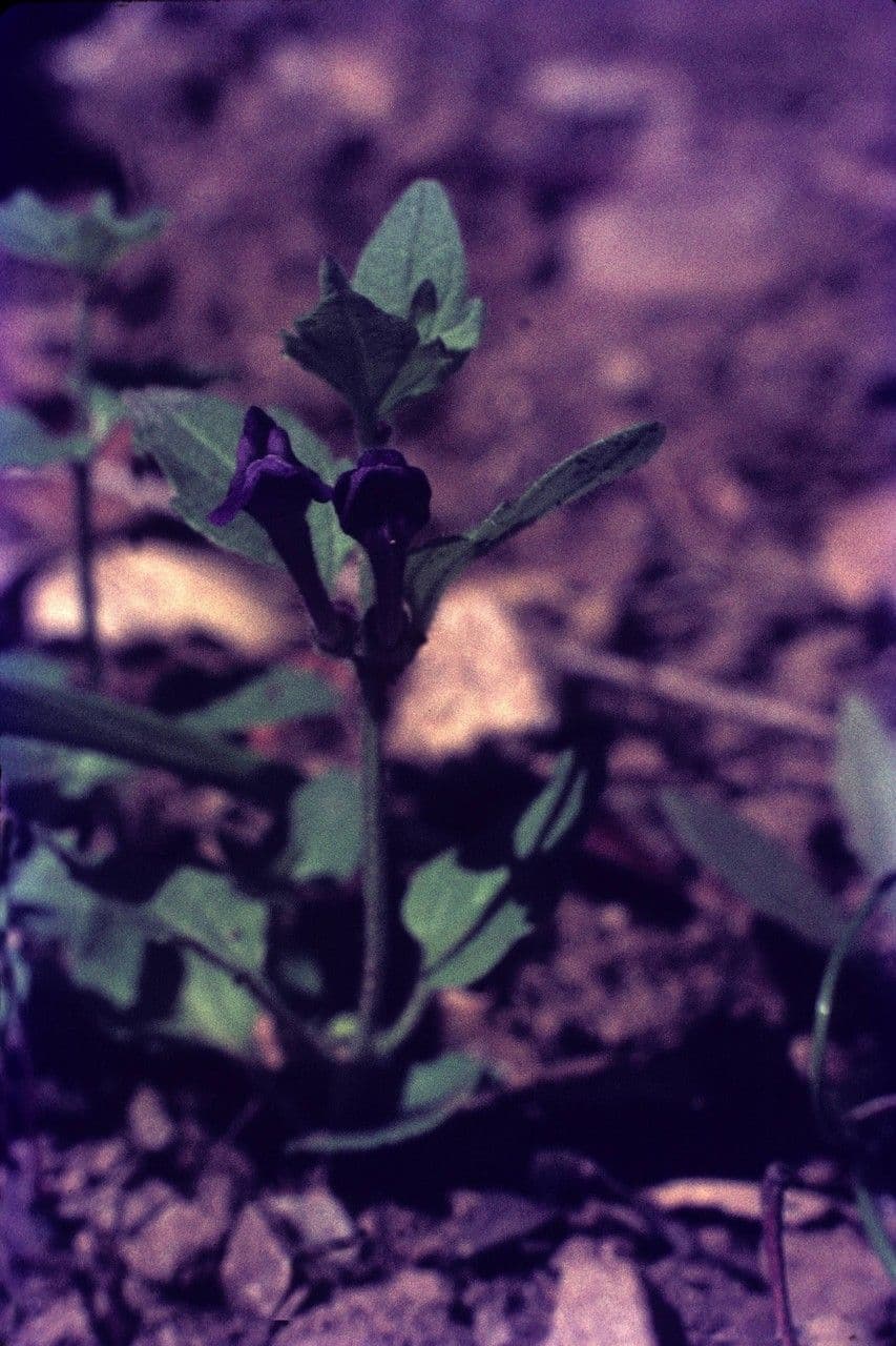 Scutellaria tuberosa 7