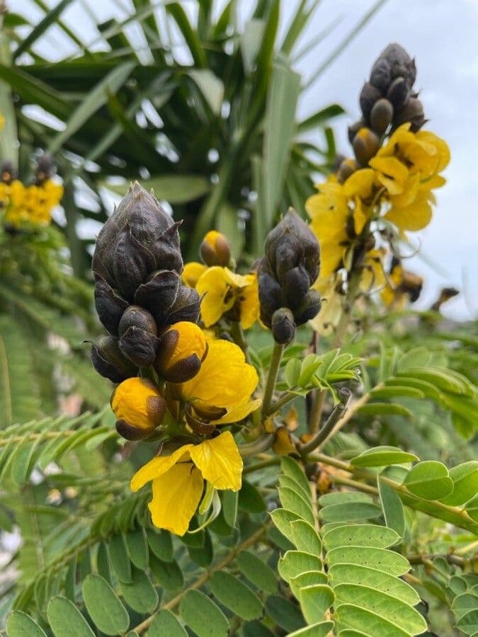 Senna didymobotrya 9