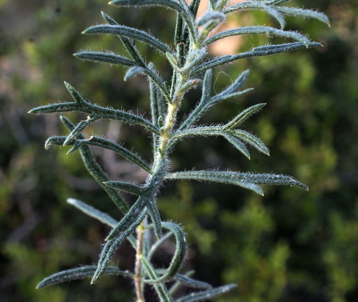 Teucrium pseudochamaepitys 17