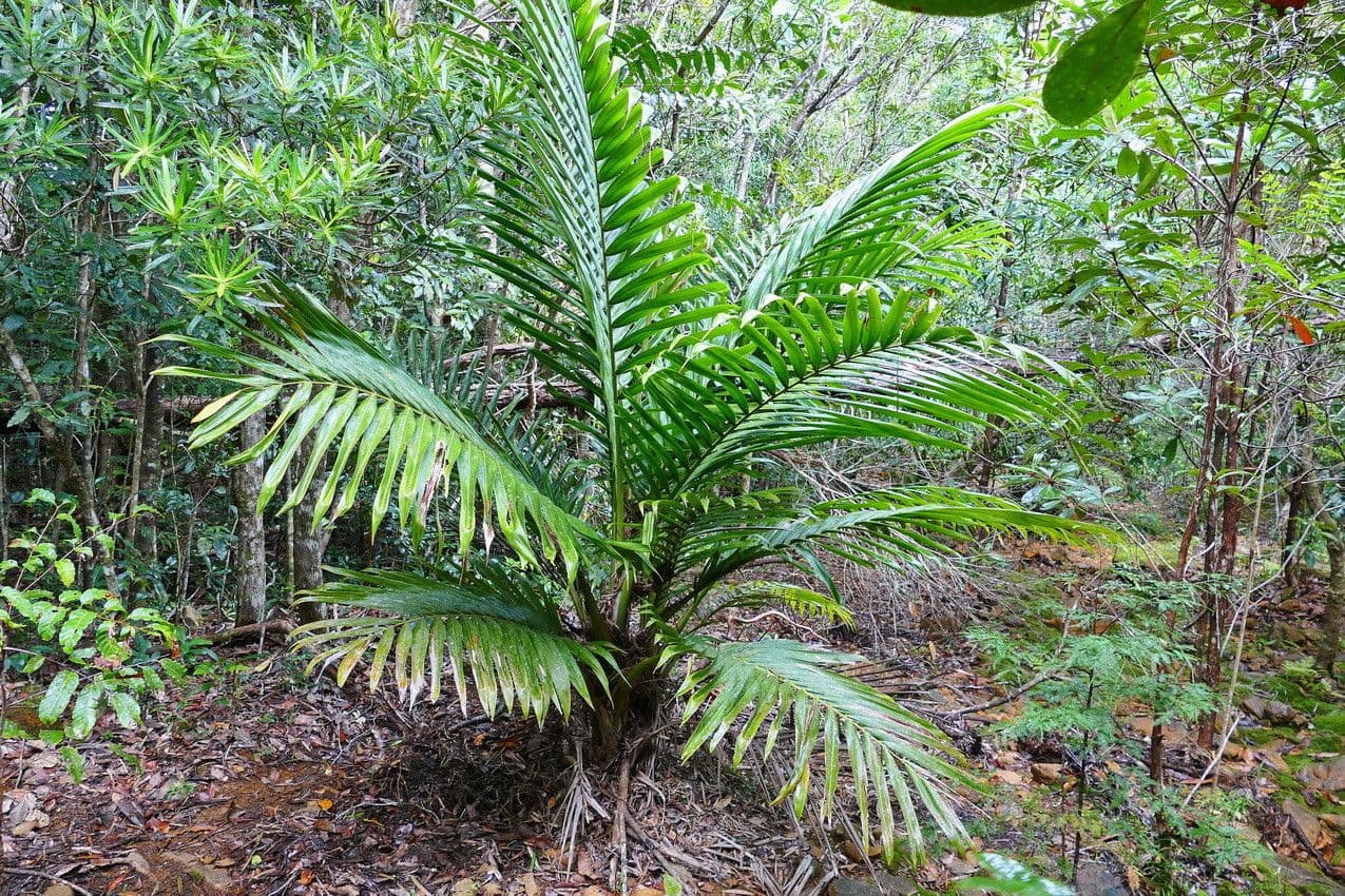 Burretiokentia 9