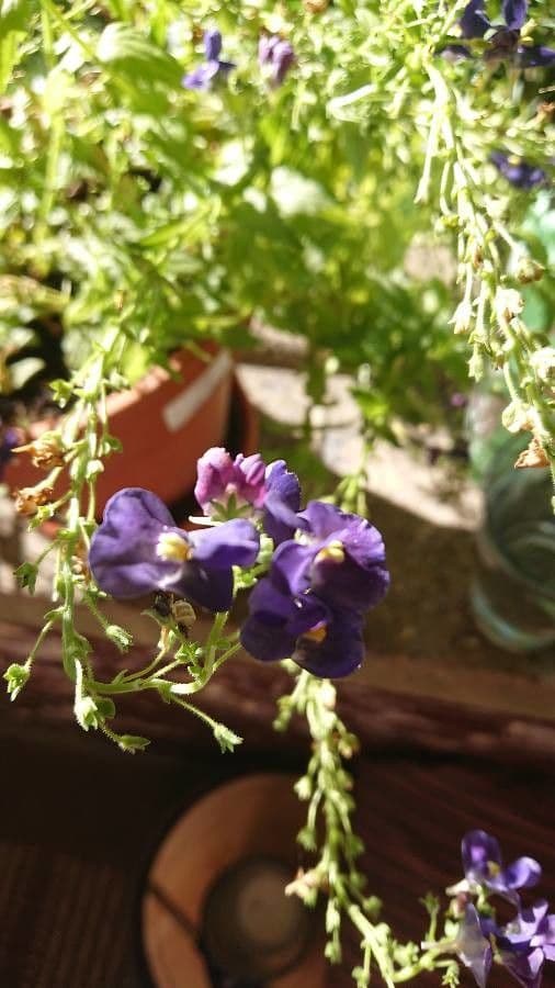 Mimulus ringens 3