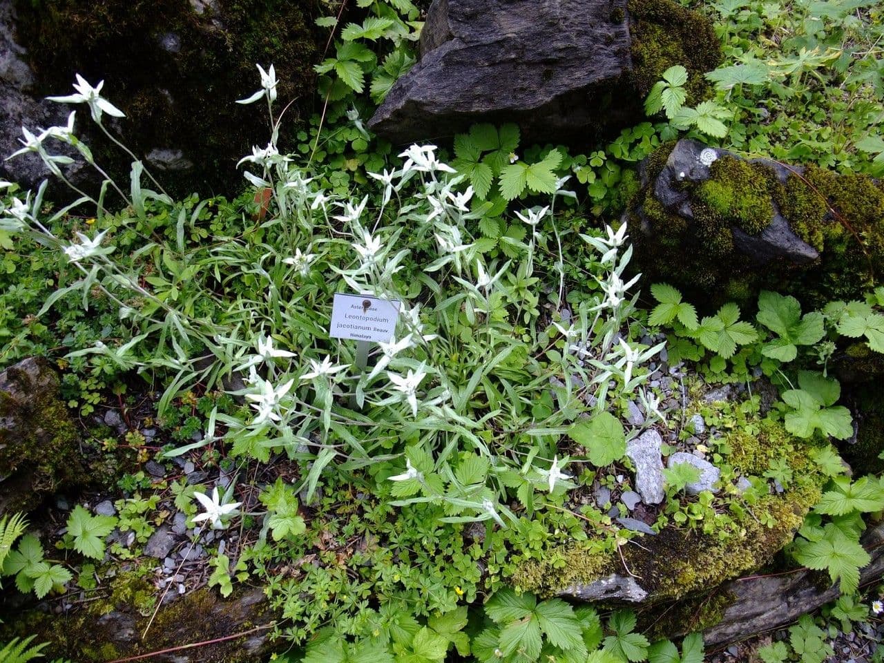 Edelweiss 10