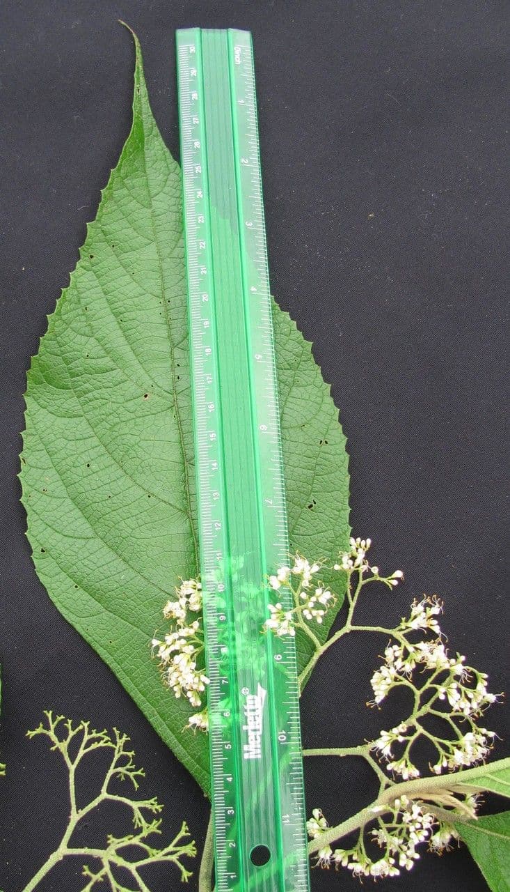 Callicarpa 25