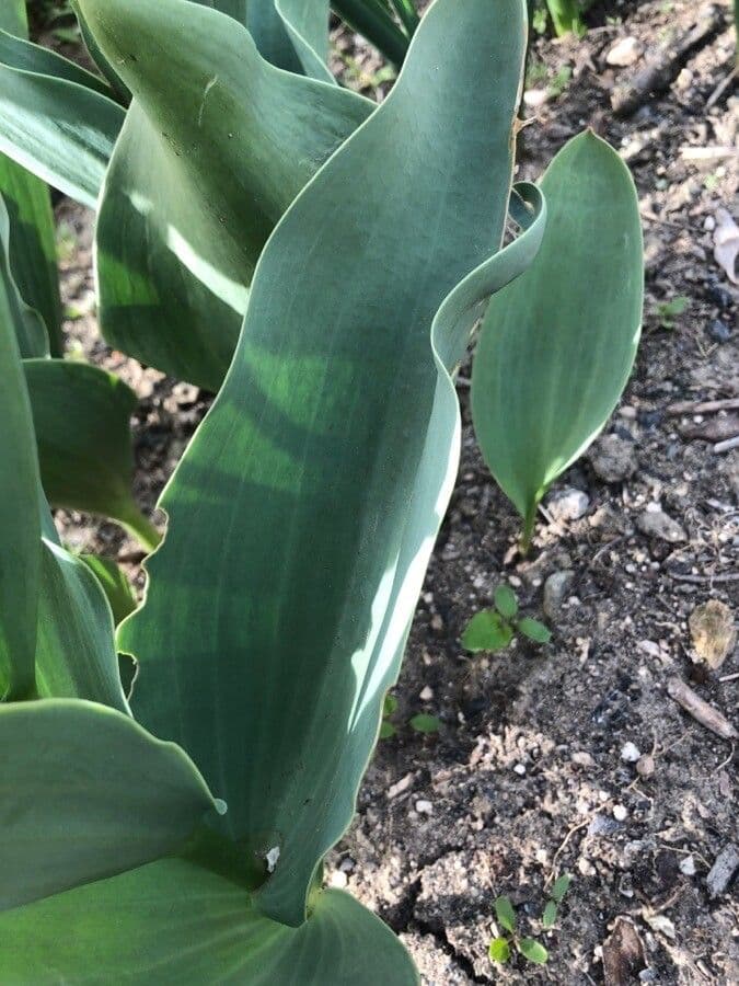 Tulipano ninfea 15
