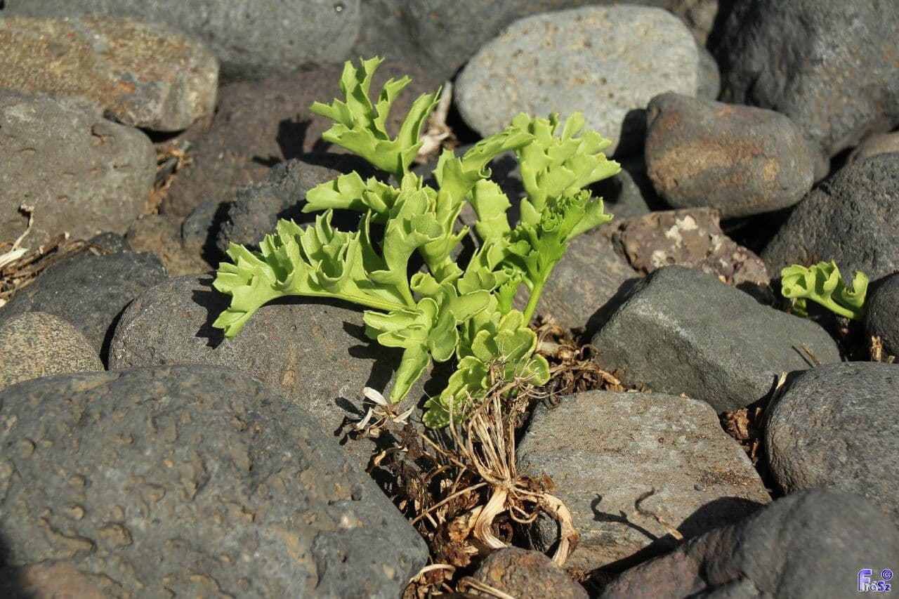 Astydamia 10