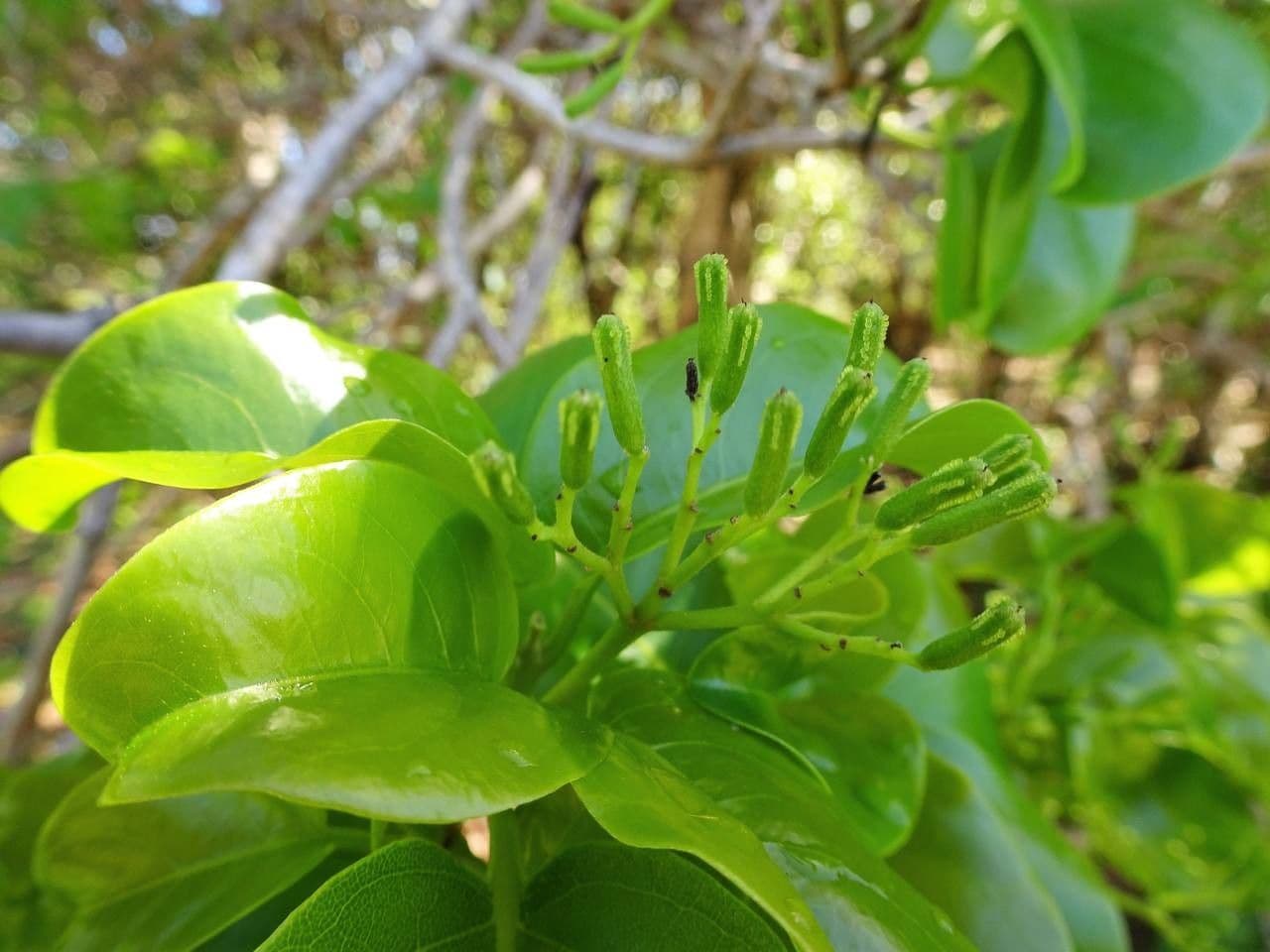 Pisonia 9