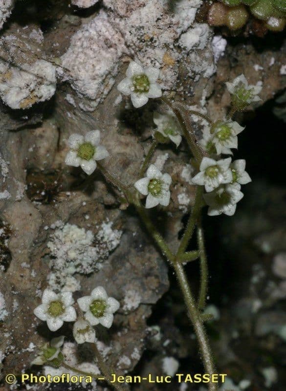Borracina fragrante 3