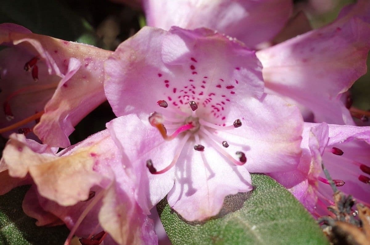 Rododendron rezavý