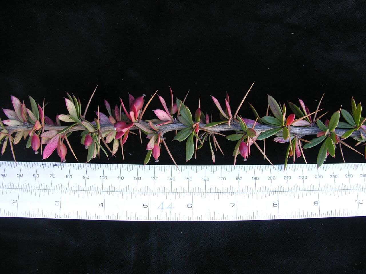 Berberitze 5